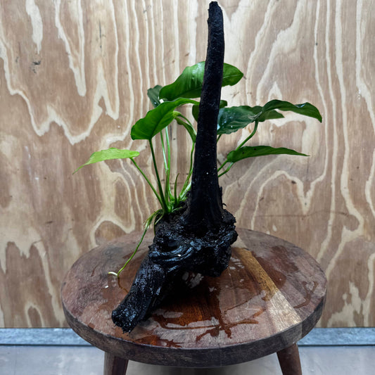 Pisces Enterprises One Only Anubias ‘Nana' on Medium Driftwood Creation - One Only - Excellent Anubias Nana on Medium Driftwood - ONE ONLY - Scapeshop Aquarium Plants