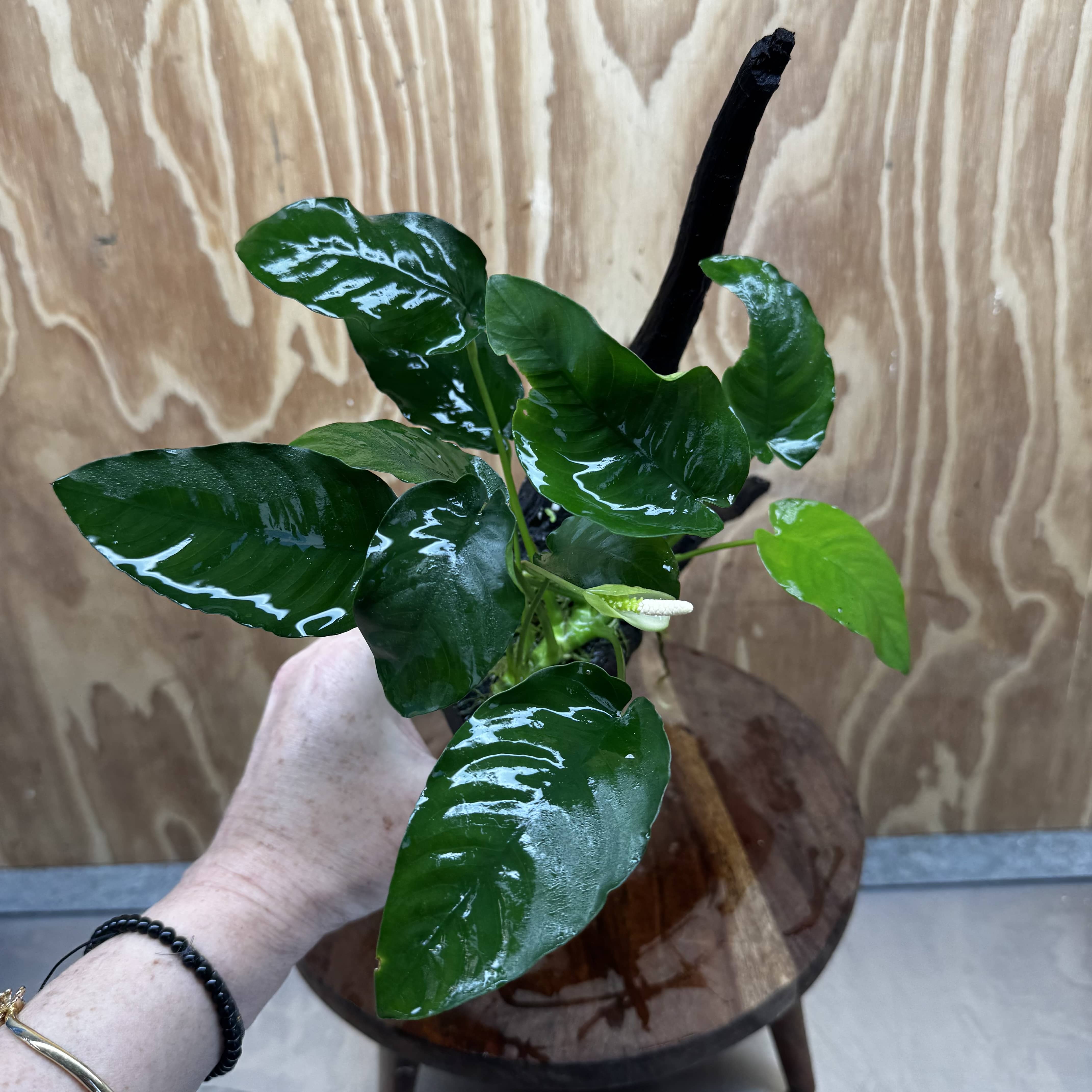 Pisces Enterprises One Only Anubias ‘Nana' on Medium Driftwood Creation - One Only - Excellent Anubias Nana on Medium Driftwood - ONE ONLY - Scapeshop Aquarium Plants