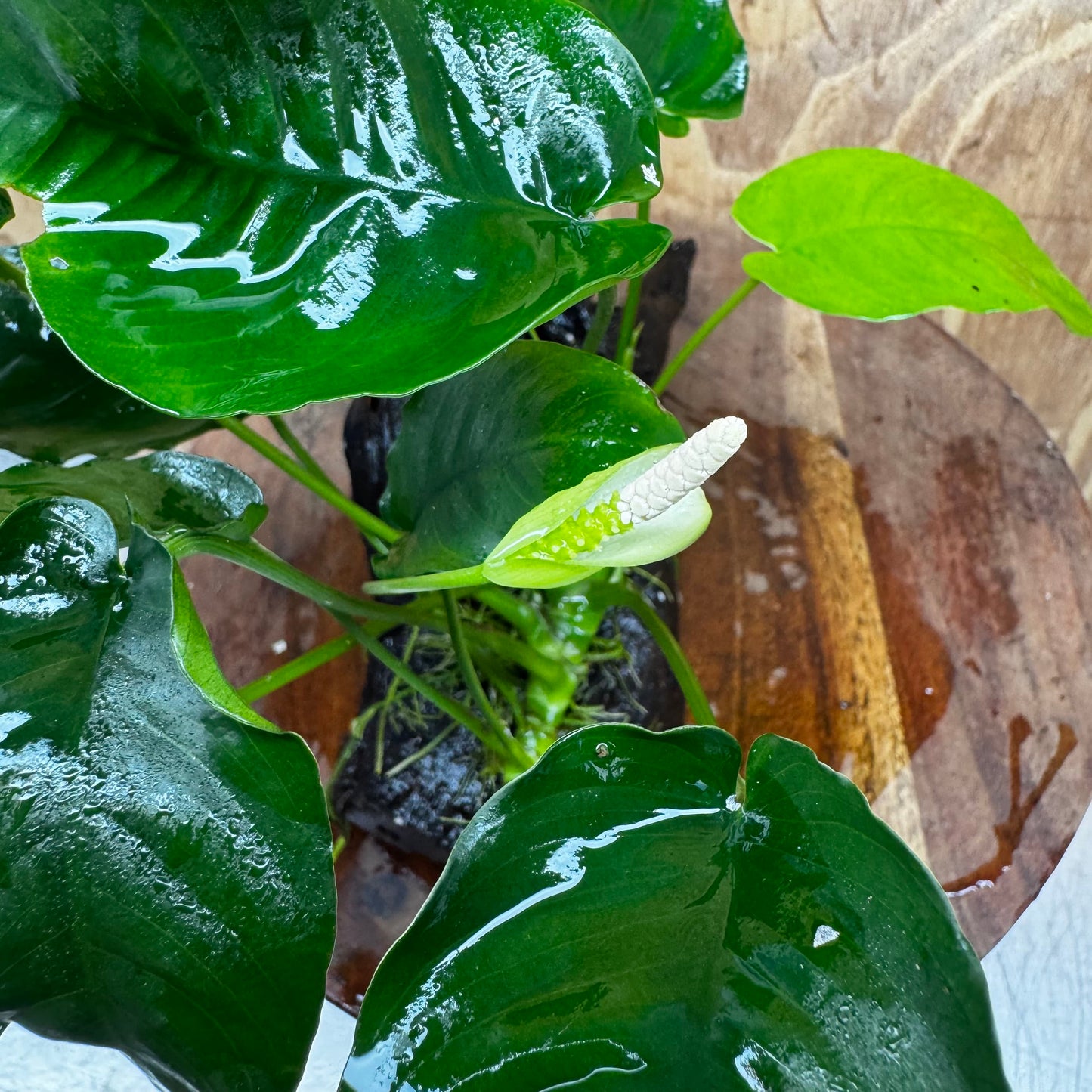 Pisces Enterprises One Only Anubias ‘Nana' on Medium Driftwood Creation - One Only - Excellent Anubias Nana on Medium Driftwood - ONE ONLY - Scapeshop Aquarium Plants