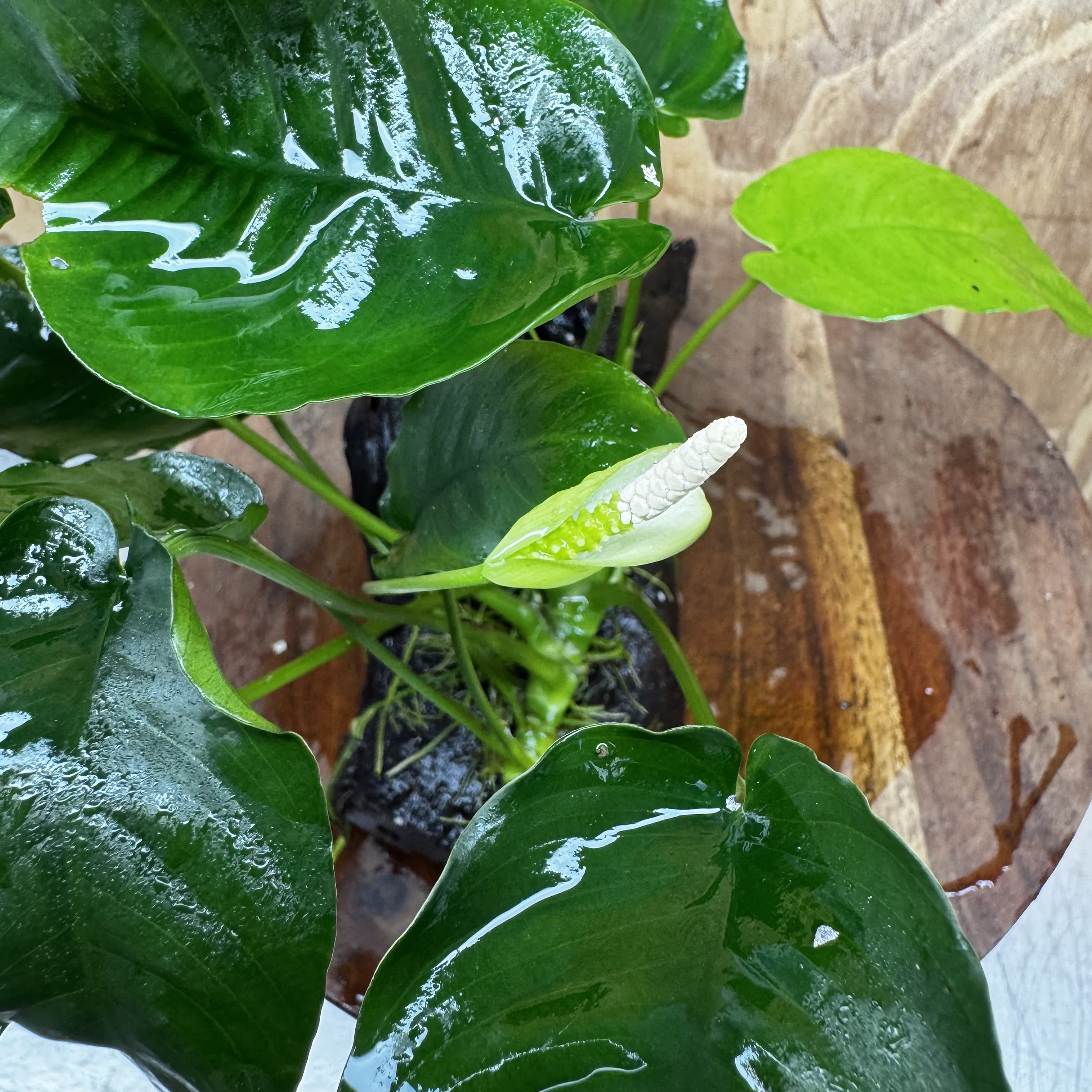Pisces Enterprises One Only Anubias ‘Nana' on Medium Driftwood Creation - One Only - Excellent Anubias Nana on Medium Driftwood - ONE ONLY - Scapeshop Aquarium Plants