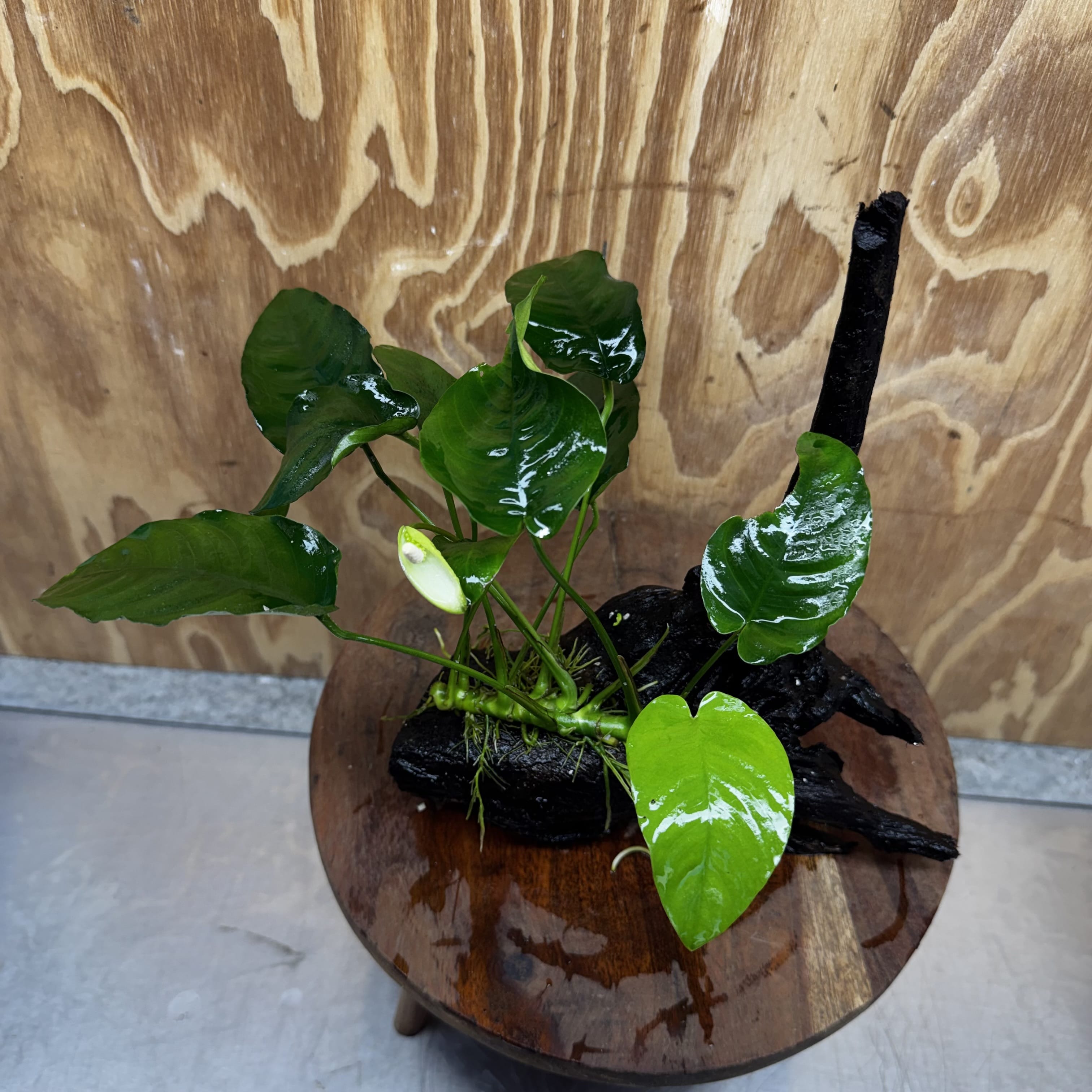 Pisces Enterprises One Only Anubias ‘Nana' on Medium Driftwood Creation - One Only - Excellent Anubias Nana on Medium Driftwood - ONE ONLY - Scapeshop Aquarium Plants