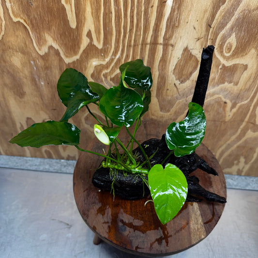 Pisces Enterprises One Only Anubias ‘Nana' on Medium Driftwood Creation - One Only - Excellent Anubias Nana on Medium Driftwood - ONE ONLY - Scapeshop Aquarium Plants