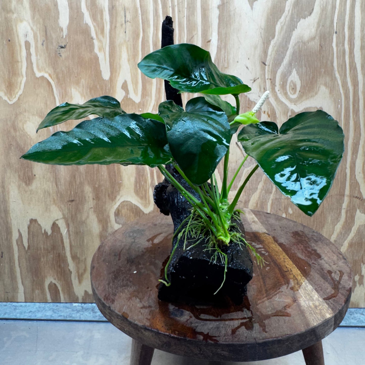 Pisces Enterprises One Only Anubias ‘Nana' on Medium Driftwood Creation - One Only - Excellent Anubias Nana on Medium Driftwood - ONE ONLY - Scapeshop Aquarium Plants