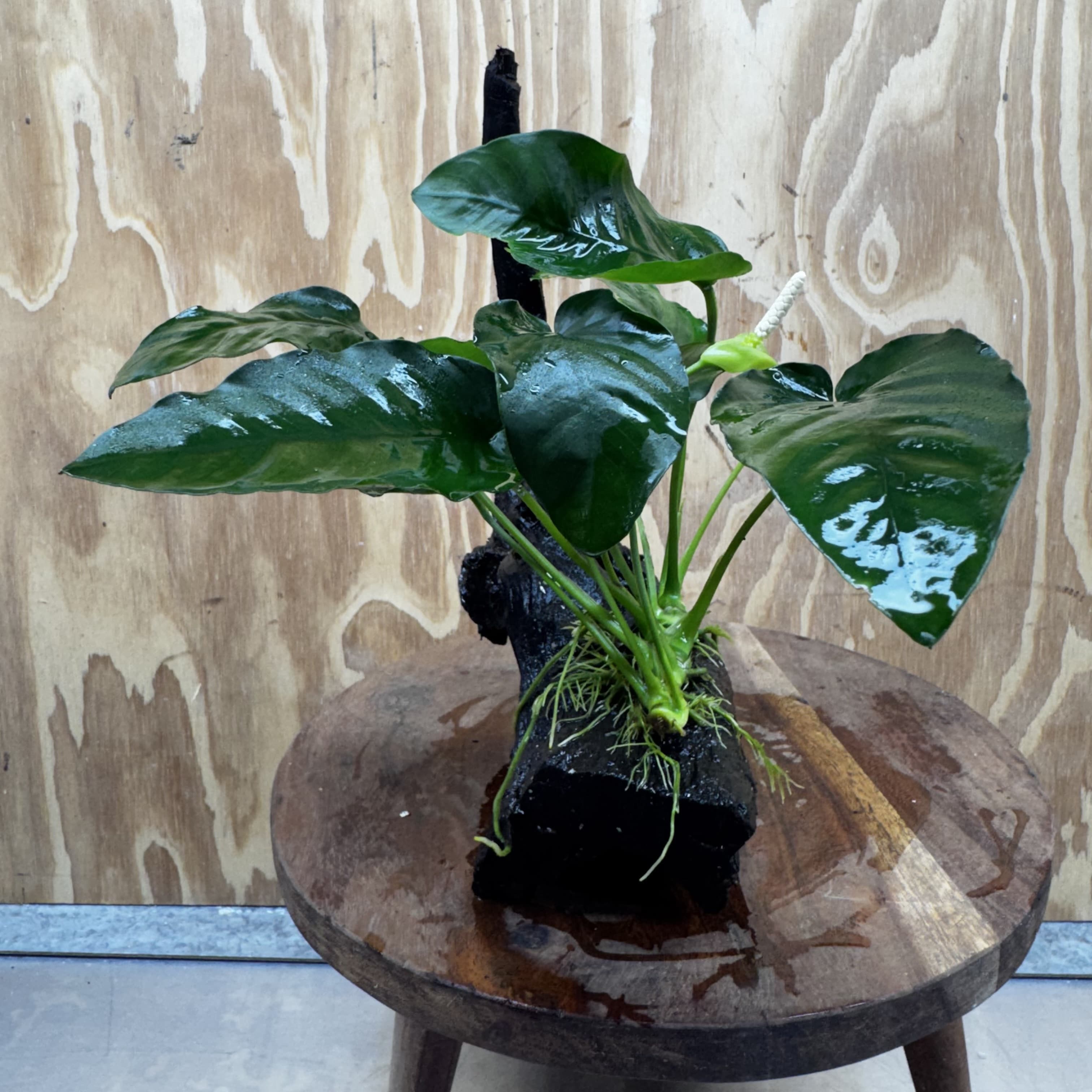 Pisces Enterprises One Only Anubias ‘Nana' on Medium Driftwood Creation - One Only - Excellent Anubias Nana on Medium Driftwood - ONE ONLY - Scapeshop Aquarium Plants