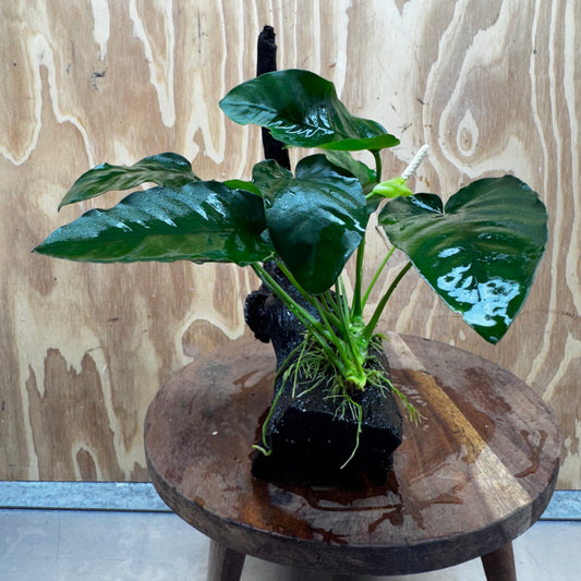 Pisces Enterprises One Only Anubias ‘Nana' on Medium Driftwood Creation - One Only - Excellent Anubias Nana on Medium Driftwood - ONE ONLY - Scapeshop Aquarium Plants