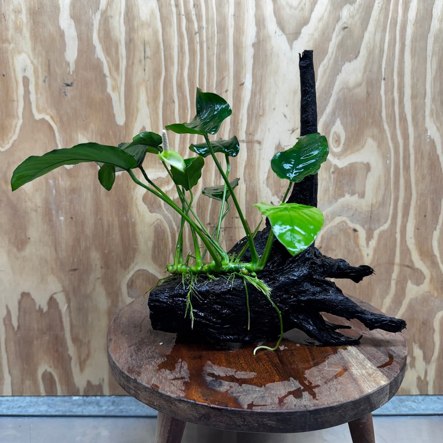 Pisces Enterprises One Only Anubias ‘Nana' on Medium Driftwood Creation - One Only - Excellent Anubias Nana on Medium Driftwood - ONE ONLY - Scapeshop Aquarium Plants