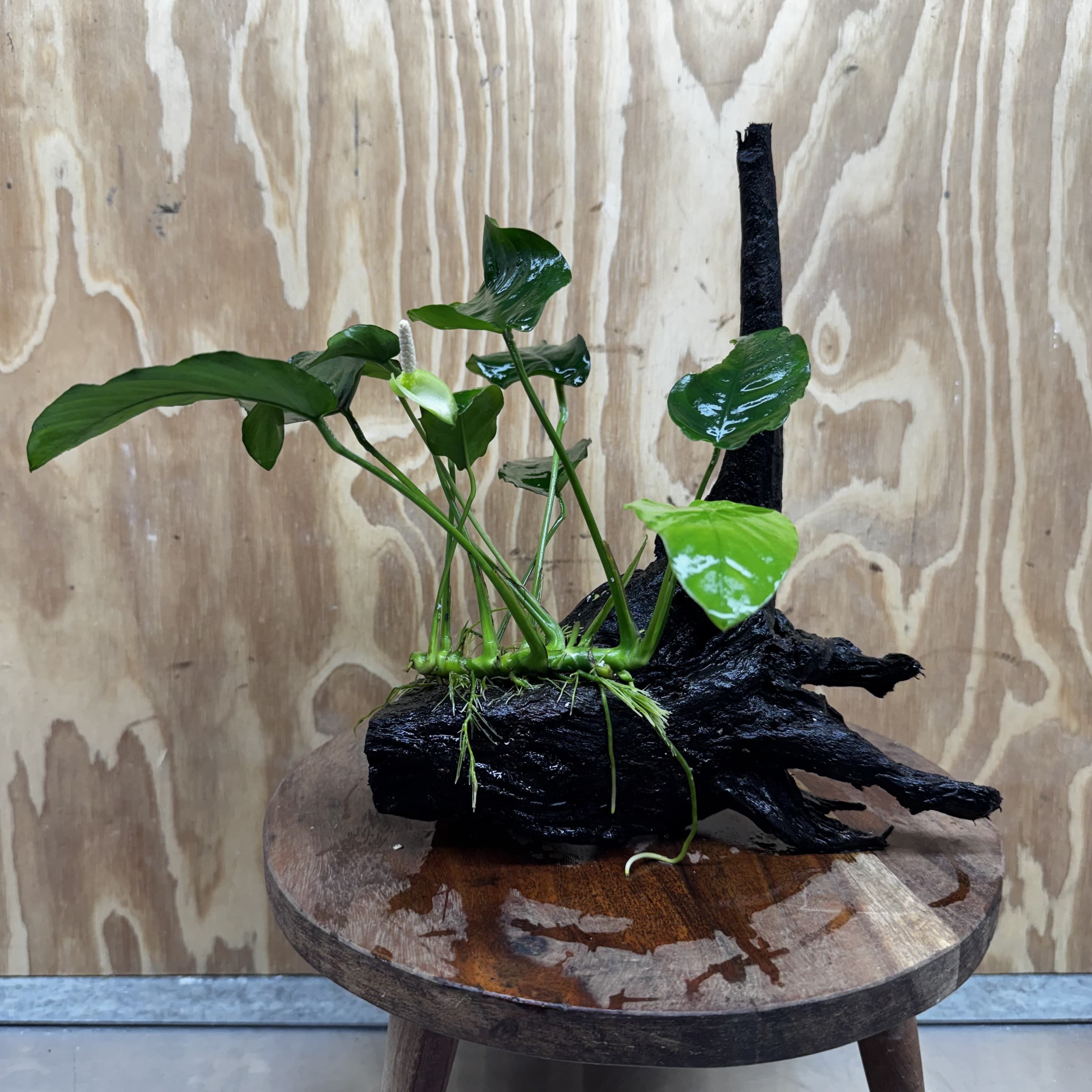 Pisces Enterprises One Only Anubias ‘Nana' on Medium Driftwood Creation - One Only - Excellent Anubias Nana on Medium Driftwood - ONE ONLY - Scapeshop Aquarium Plants
