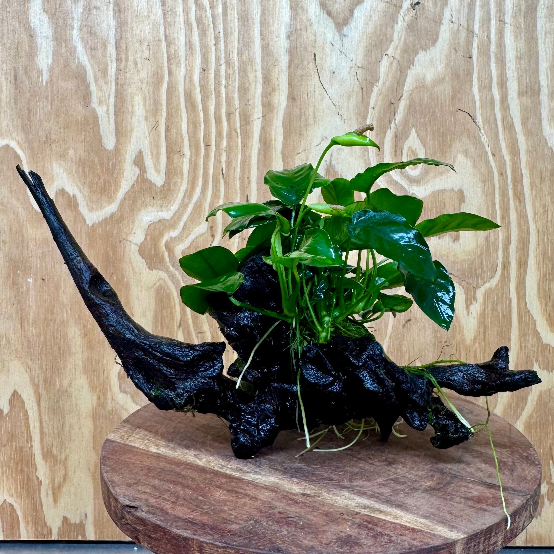 Pisces Enterprises One Only Anubias ‘Nana' on Medium Driftwood Creation - One Only - Fancy Anubias Barteri on Medium Driftwood - ONE ONLY - Scapeshop Aquarium