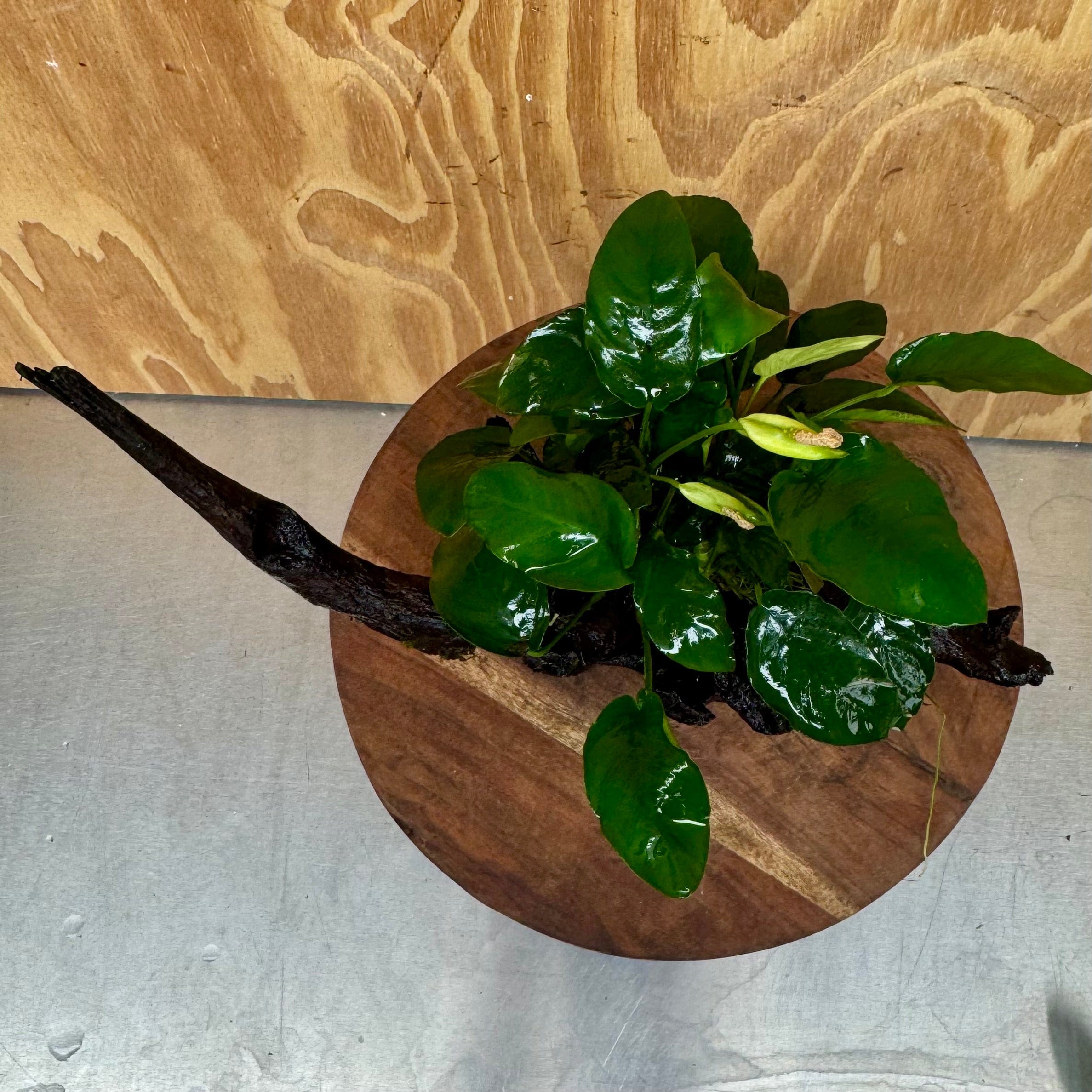 Pisces Enterprises One Only Anubias ‘Nana' on Medium Driftwood Creation - One Only - Fancy Anubias Barteri on Medium Driftwood - ONE ONLY - Scapeshop Aquarium