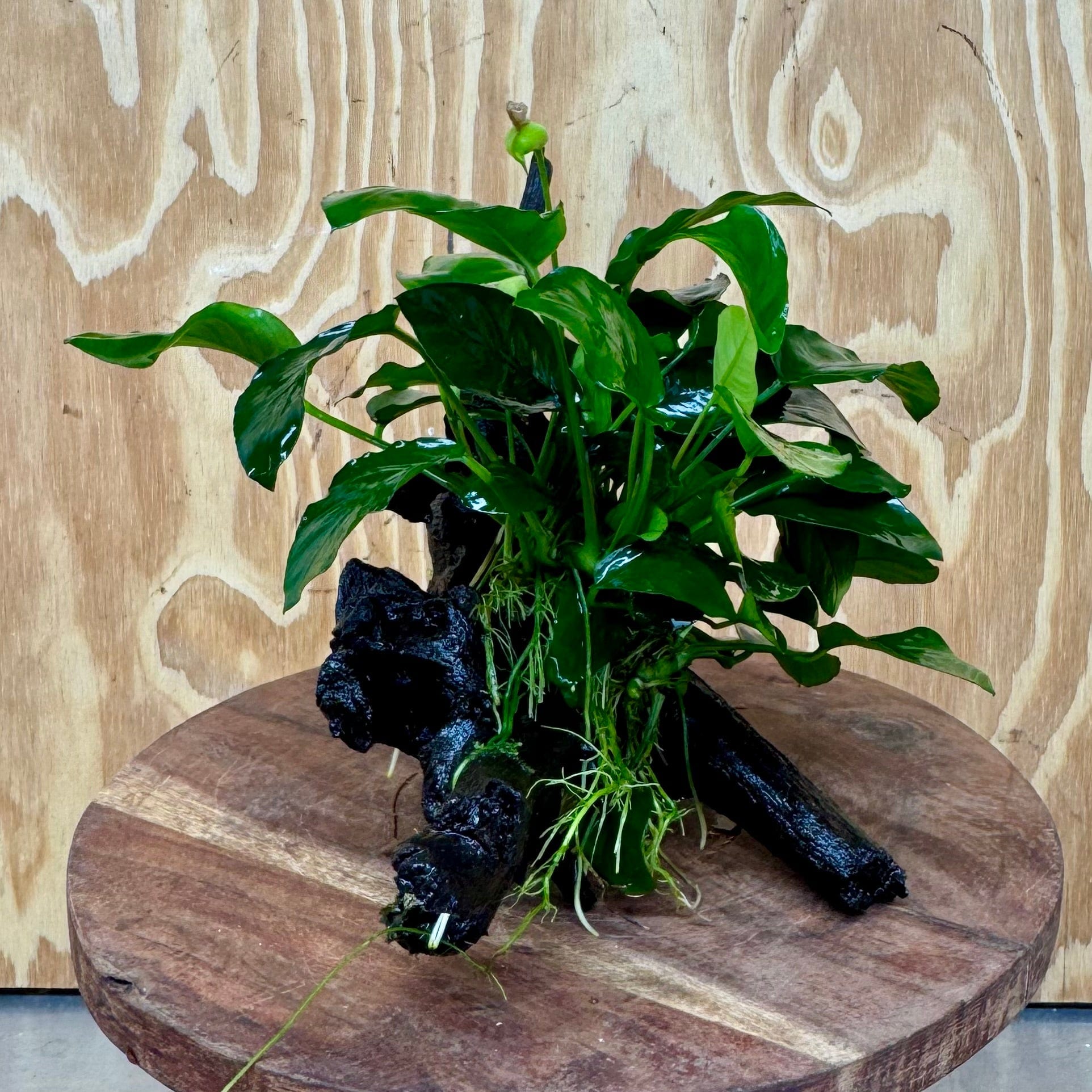 Pisces Enterprises One Only Anubias ‘Nana' on Medium Driftwood Creation - One Only - Fancy Anubias Barteri on Medium Driftwood - ONE ONLY - Scapeshop Aquarium