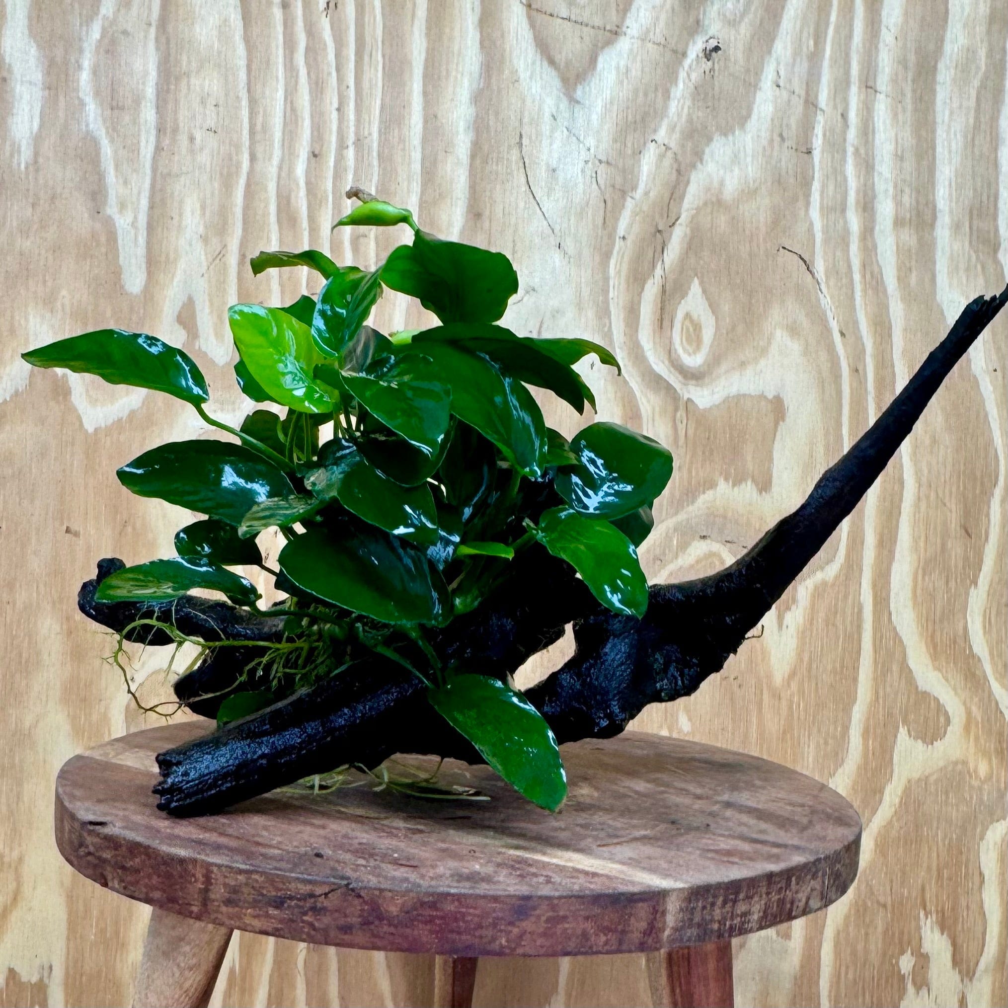 Pisces Enterprises One Only Anubias ‘Nana' on Medium Driftwood Creation - One Only - Fancy Anubias Barteri on Medium Driftwood - ONE ONLY - Scapeshop Aquarium