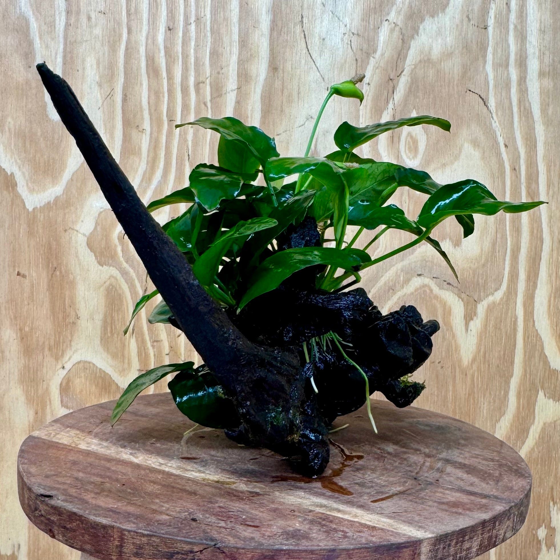 Pisces Enterprises One Only Anubias ‘Nana' on Medium Driftwood Creation - One Only - Fancy Anubias Barteri on Medium Driftwood - ONE ONLY - Scapeshop Aquarium