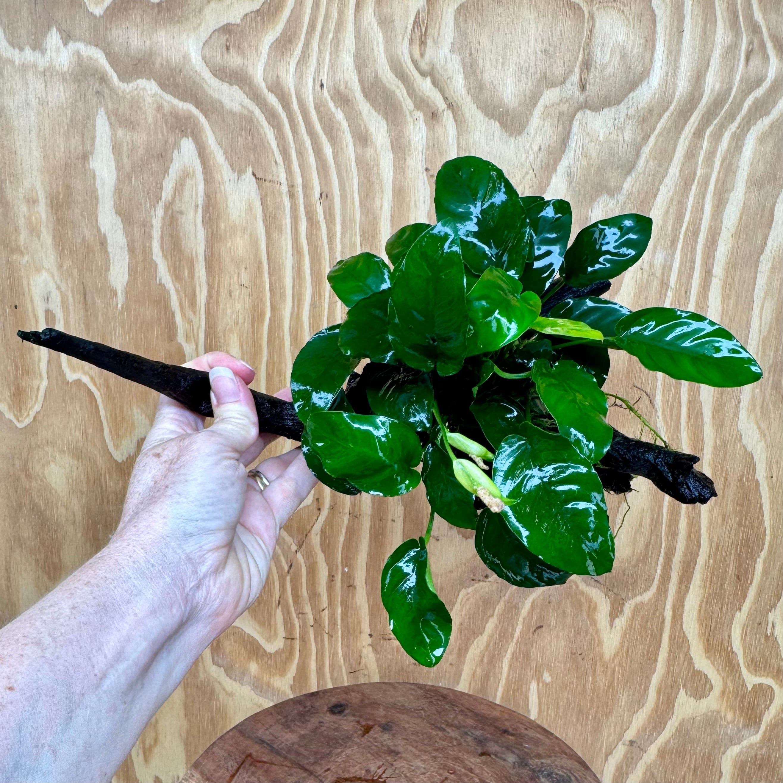 Pisces Enterprises One Only Anubias ‘Nana' on Medium Driftwood Creation - One Only - Fancy Anubias Barteri on Medium Driftwood - ONE ONLY - Scapeshop Aquarium