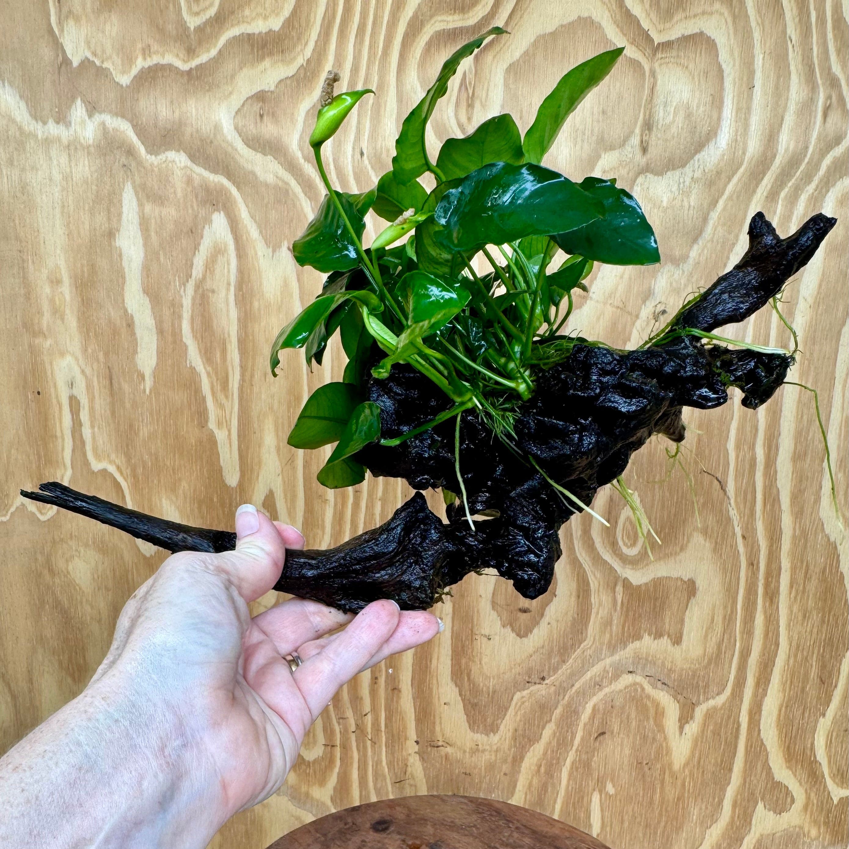 Pisces Enterprises One Only Anubias ‘Nana' on Medium Driftwood Creation - One Only - Fancy Anubias Barteri on Medium Driftwood - ONE ONLY - Scapeshop Aquarium