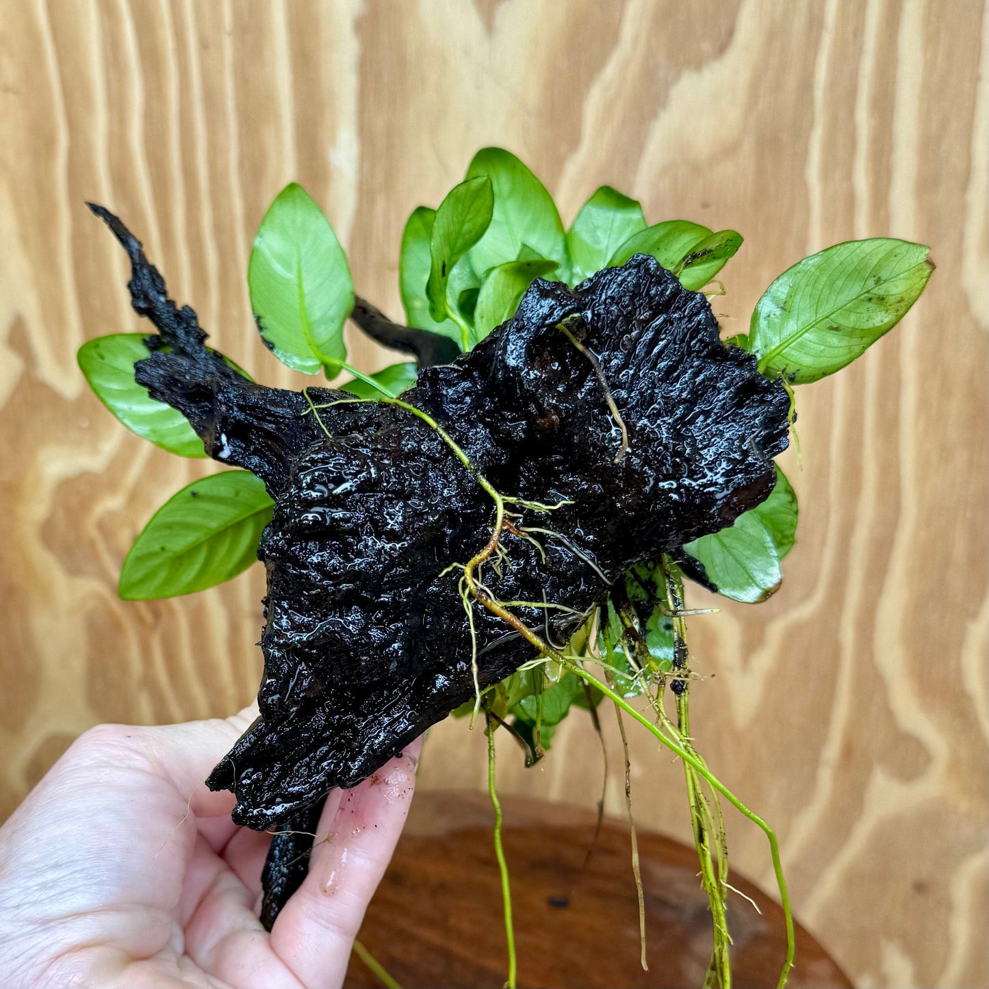 Pisces Enterprises One Only Anubias ‘Nana' on Medium Driftwood Creation - One Only - Fancy Anubias Barteri on Medium Driftwood - ONE ONLY - Scapeshop Aquarium