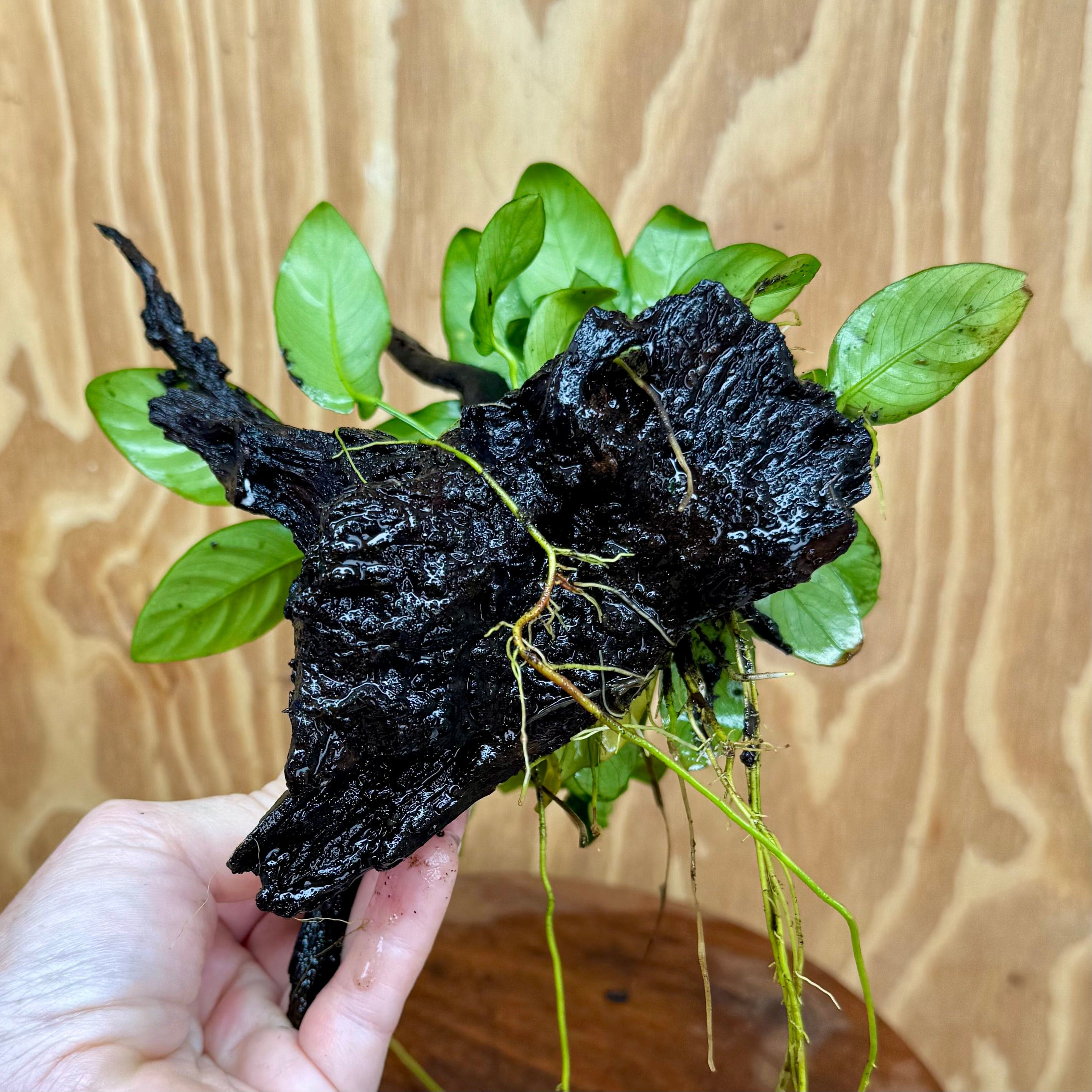 Pisces Enterprises One Only Anubias ‘Nana' on Medium Driftwood Creation - One Only - Fancy Anubias Barteri on Medium Driftwood - ONE ONLY - Scapeshop Aquarium