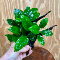 Pisces Enterprises One Only Anubias ‘Nana' on Medium Driftwood Creation - One Only - Fancy Anubias Barteri on Medium Driftwood - ONE ONLY - Scapeshop Aquarium