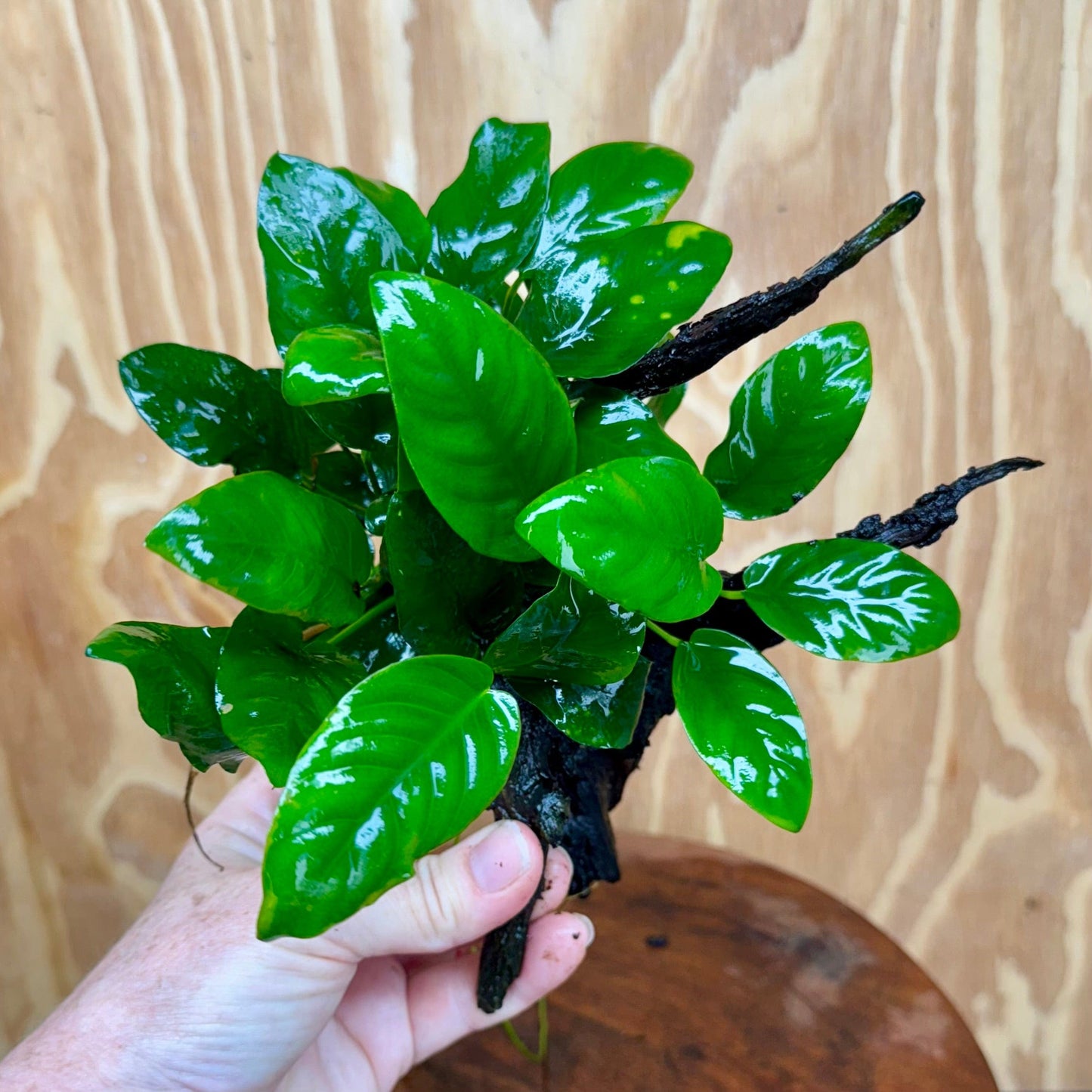 Pisces Enterprises One Only Anubias ‘Nana' on Medium Driftwood Creation - One Only - Fancy Anubias Barteri on Medium Driftwood - ONE ONLY - Scapeshop Aquarium