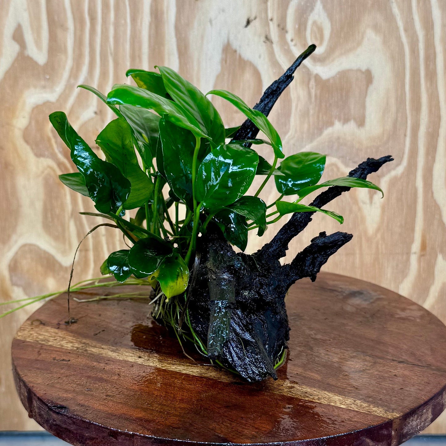 Pisces Enterprises One Only Anubias ‘Nana' on Medium Driftwood Creation - One Only - Fancy Anubias Barteri on Medium Driftwood - ONE ONLY - Scapeshop Aquarium