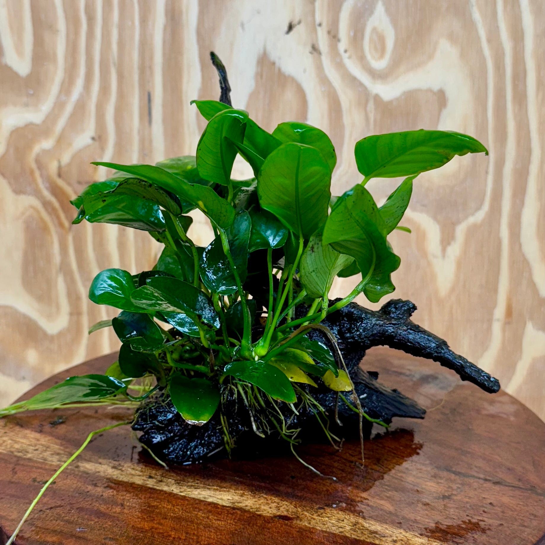 Pisces Enterprises One Only Anubias ‘Nana' on Medium Driftwood Creation - One Only - Fancy Anubias Barteri on Medium Driftwood - ONE ONLY - Scapeshop Aquarium