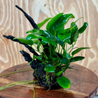 Pisces Enterprises One Only Anubias ‘Nana' on Medium Driftwood Creation - One Only - Fancy Anubias Barteri on Medium Driftwood - ONE ONLY - Scapeshop Aquarium