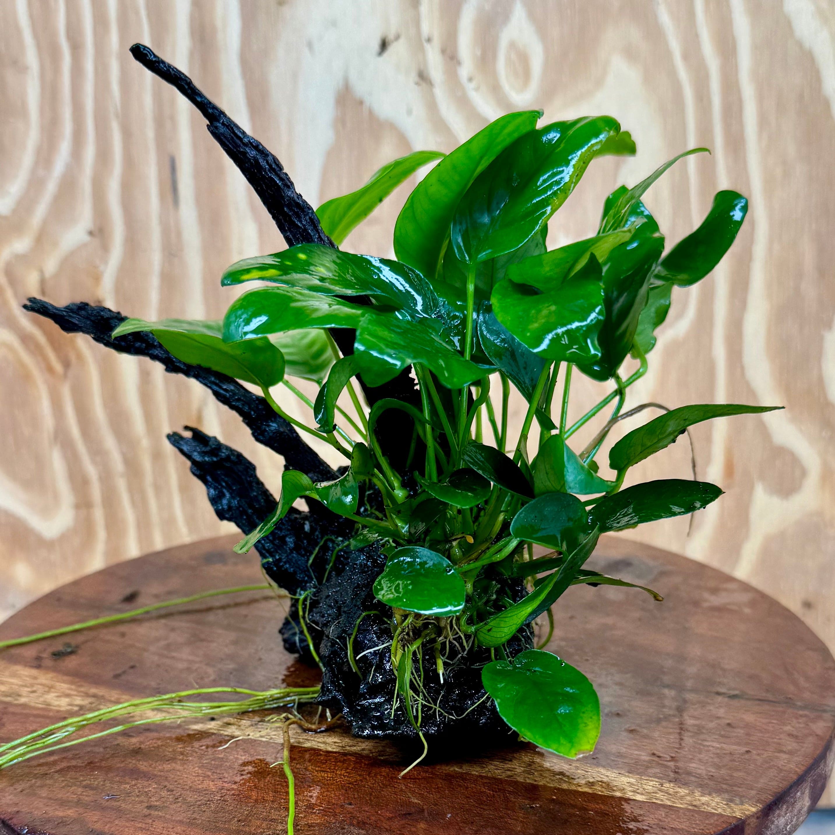 Pisces Enterprises One Only Anubias ‘Nana' on Medium Driftwood Creation - One Only - Fancy Anubias Barteri on Medium Driftwood - ONE ONLY - Scapeshop Aquarium