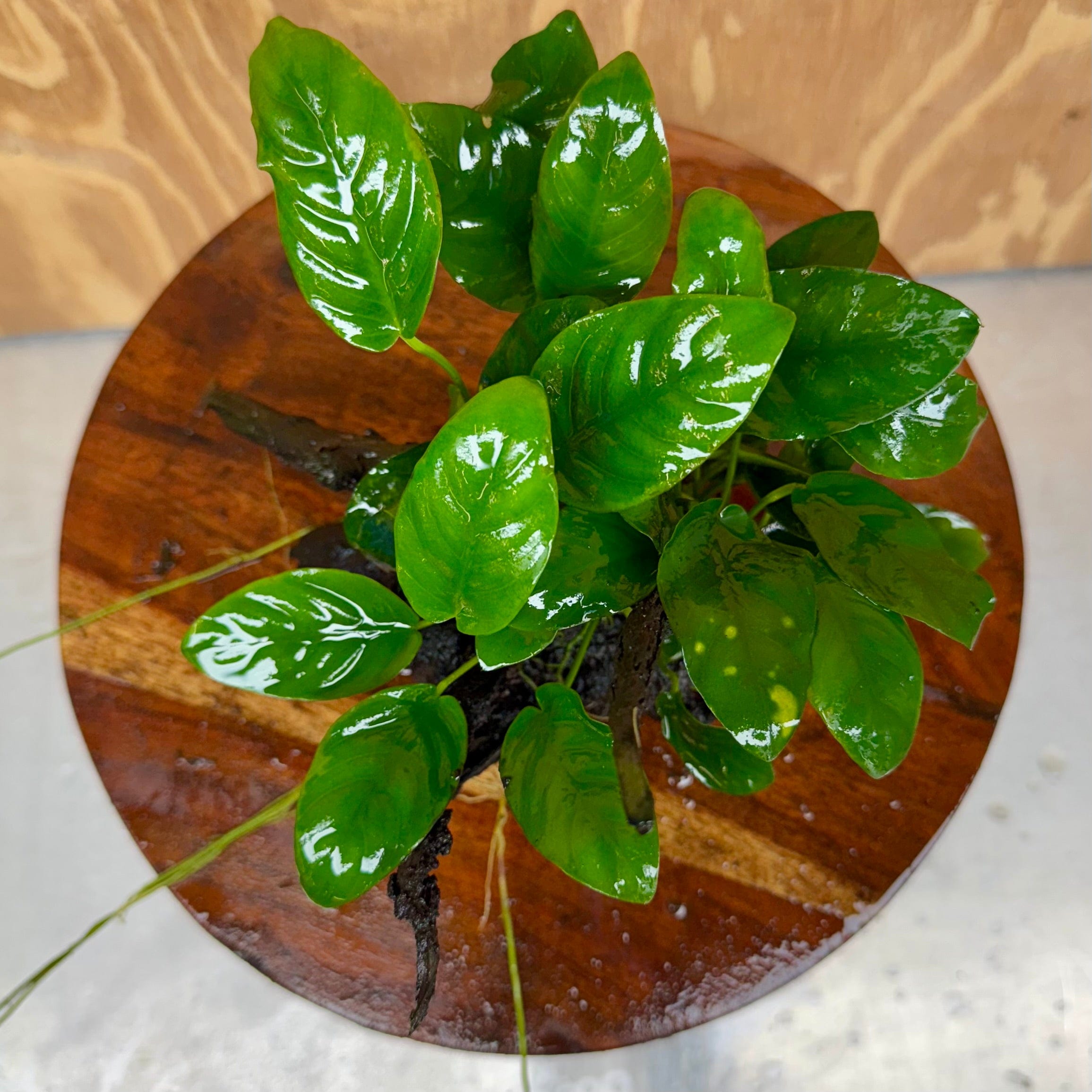 Pisces Enterprises One Only Anubias ‘Nana' on Medium Driftwood Creation - One Only - Fancy Anubias Barteri on Medium Driftwood - ONE ONLY - Scapeshop Aquarium