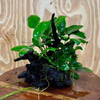 Pisces Enterprises One Only Anubias ‘Nana' on Medium Driftwood Creation - One Only - Fancy Anubias Barteri on Medium Driftwood - ONE ONLY - Scapeshop Aquarium