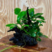 Pisces Enterprises One Only Anubias ‘Nana' on Medium Driftwood Creation - One Only - Fancy Anubias Barteri on Medium Driftwood - ONE ONLY - Scapeshop Aquarium