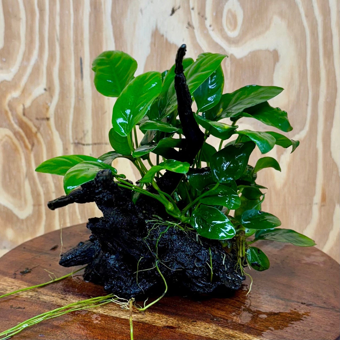 Pisces Enterprises One Only Anubias ‘Nana' on Medium Driftwood Creation - One Only - Fancy Anubias Barteri on Medium Driftwood - ONE ONLY - Scapeshop Aquarium
