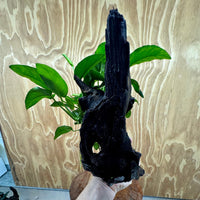 Pisces Enterprises One Only Anubias ‘Nana' on Medium Driftwood Creation - One Only - Fancy Anubias Barteri on Medium Driftwood - ONE ONLY - Scapeshop Aquarium