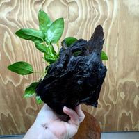 Pisces Enterprises One Only Anubias ‘Nana' on Medium Driftwood Creation - One Only - Fancy Anubias Barteri on Medium Driftwood - ONE ONLY - Scapeshop Aquarium