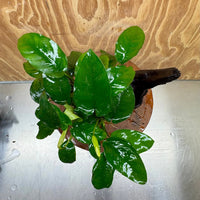 Pisces Enterprises One Only Anubias ‘Nana' on Medium Driftwood Creation - One Only - Fancy Anubias Barteri on Medium Driftwood - ONE ONLY - Scapeshop Aquarium