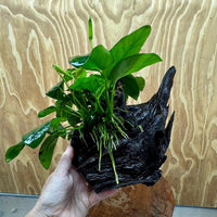 Pisces Enterprises One Only Anubias ‘Nana' on Medium Driftwood Creation - One Only - Fancy Anubias Barteri on Medium Driftwood - ONE ONLY - Scapeshop Aquarium