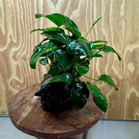Pisces Enterprises One Only Anubias ‘Nana' on Medium Driftwood Creation - One Only - Fancy Anubias Barteri on Medium Driftwood - ONE ONLY - Scapeshop Aquarium