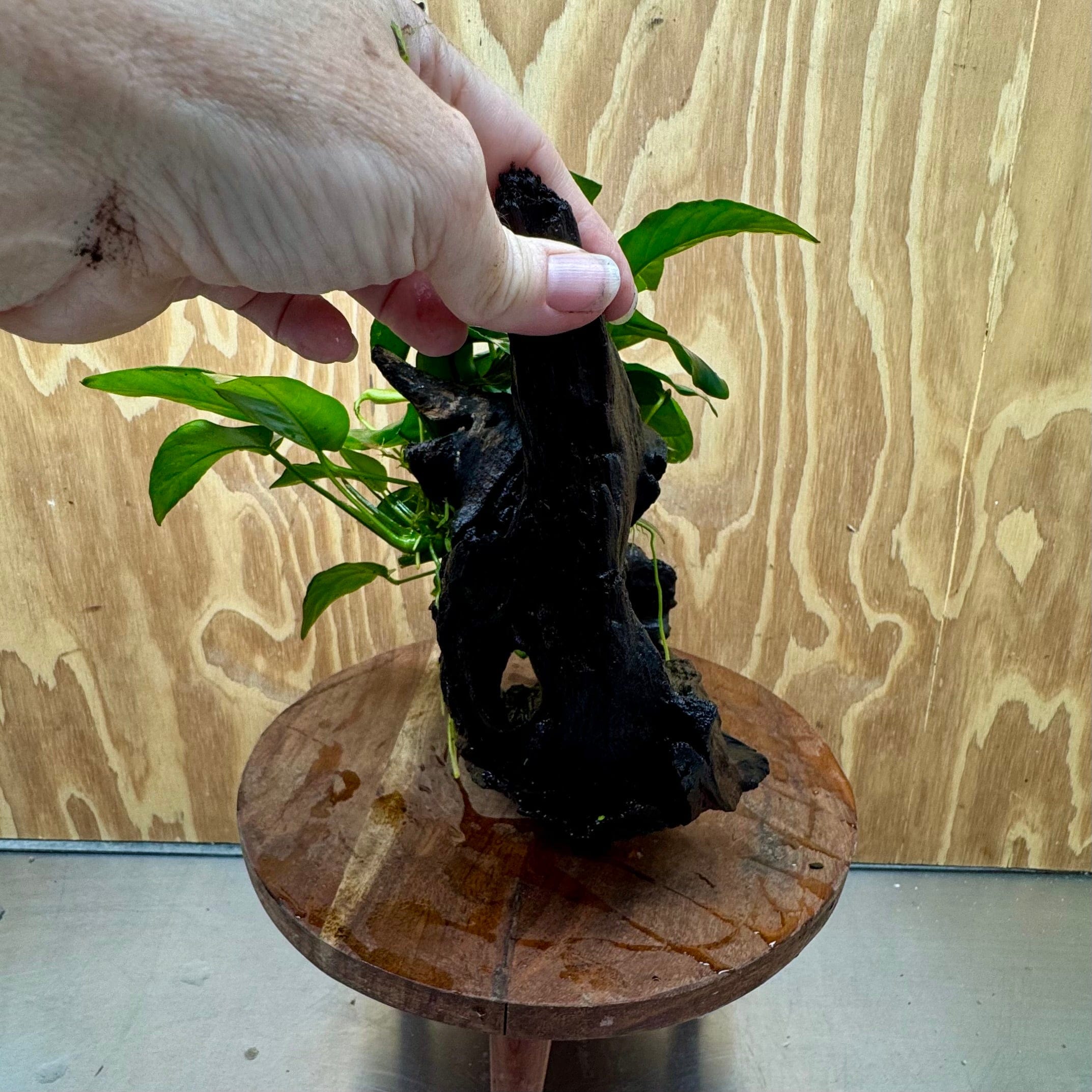 Pisces Enterprises One Only Anubias ‘Nana' on Medium Driftwood Creation - One Only - Fancy Anubias Barteri on Medium Driftwood - ONE ONLY - Scapeshop Aquarium