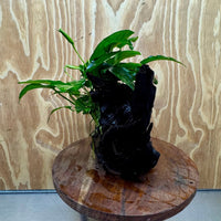 Pisces Enterprises One Only Anubias ‘Nana' on Medium Driftwood Creation - One Only - Fancy Anubias Barteri on Medium Driftwood - ONE ONLY - Scapeshop Aquarium