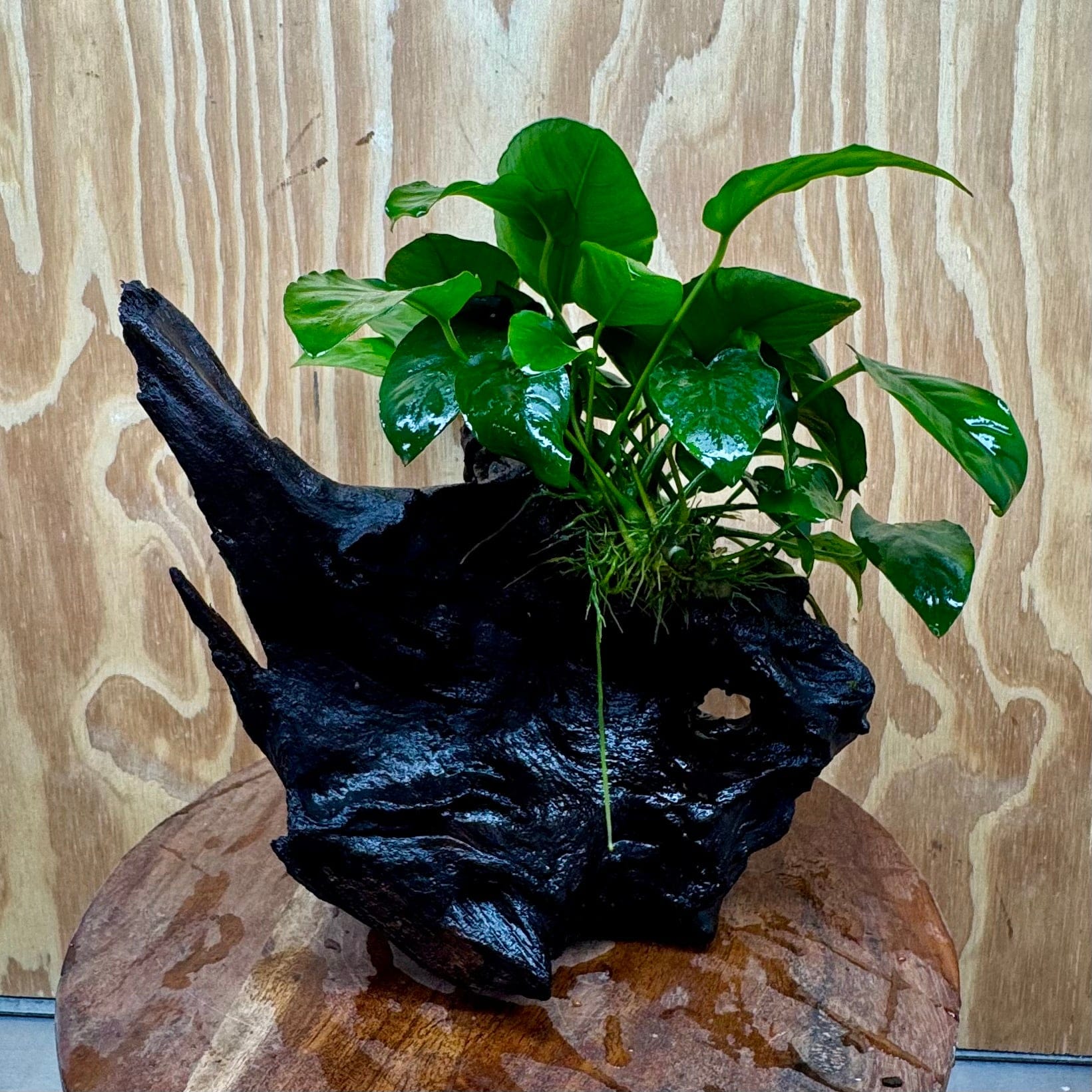 Pisces Enterprises One Only Anubias ‘Nana' on Medium Driftwood Creation - One Only - Fancy Anubias Barteri on Medium Driftwood - ONE ONLY - Scapeshop Aquarium