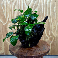 Pisces Enterprises One Only Anubias ‘Nana' on Medium Driftwood Creation - One Only - Fancy Anubias Barteri on Medium Driftwood - ONE ONLY - Scapeshop Aquarium