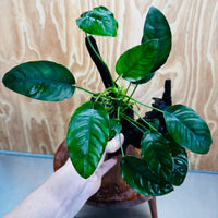 Pisces Enterprises One Only Anubias ‘Nana' on Medium Driftwood Creation - One Only - Fancy Anubias Nana on Medium Driftwood - ONE ONLY - Scapeshop Australia