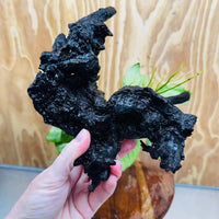 Pisces Enterprises One Only Anubias ‘Nana' on Medium Driftwood Creation - One Only - Fancy Anubias Nana on Medium Driftwood - ONE ONLY - Scapeshop Australia