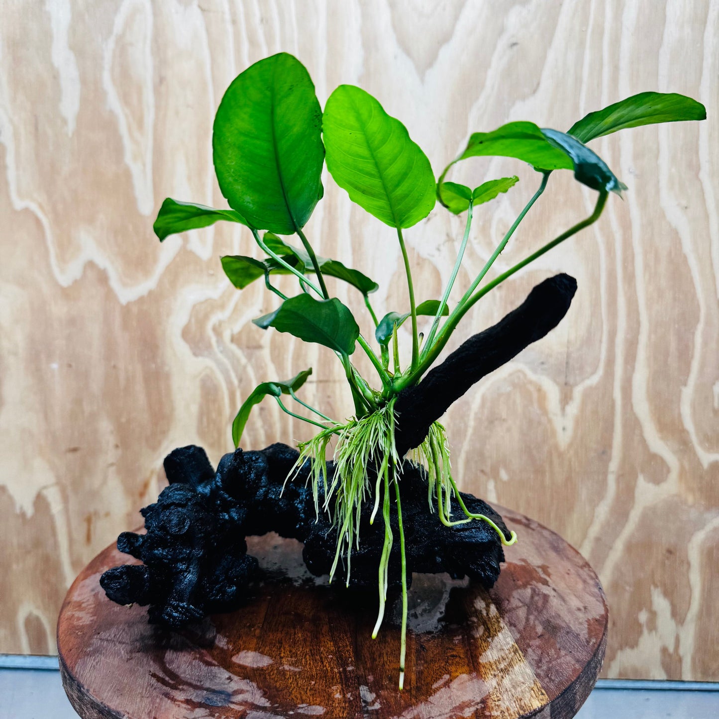 Pisces Enterprises One Only Anubias ‘Nana' on Medium Driftwood Creation - One Only - Fancy Anubias Nana on Medium Driftwood - ONE ONLY - Scapeshop Australia