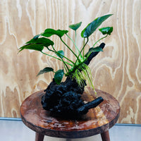 Pisces Enterprises One Only Anubias ‘Nana' on Medium Driftwood Creation - One Only - Fancy Anubias Nana on Medium Driftwood - ONE ONLY - Scapeshop Australia
