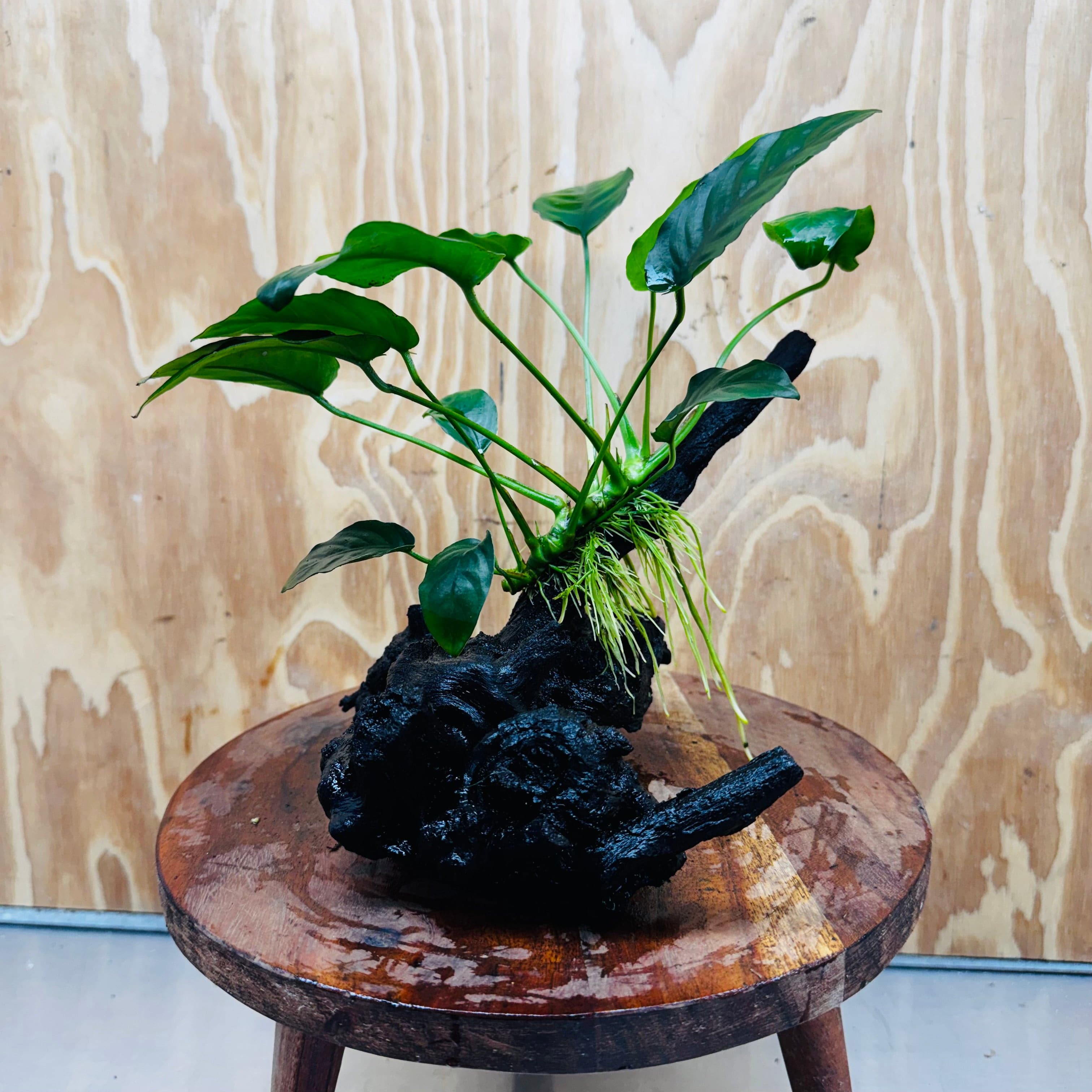 Pisces Enterprises One Only Anubias ‘Nana' on Medium Driftwood Creation - One Only - Fancy Anubias Nana on Medium Driftwood - ONE ONLY - Scapeshop Australia