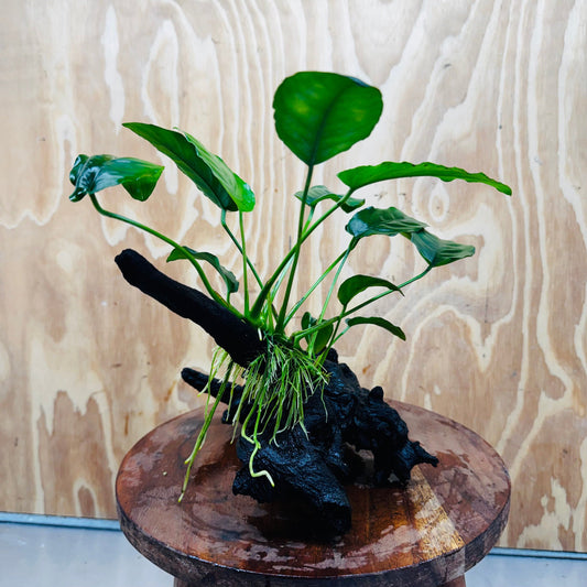 Pisces Enterprises One Only Anubias ‘Nana' on Medium Driftwood Creation - One Only - Fancy Anubias Nana on Medium Driftwood - ONE ONLY - Scapeshop Australia