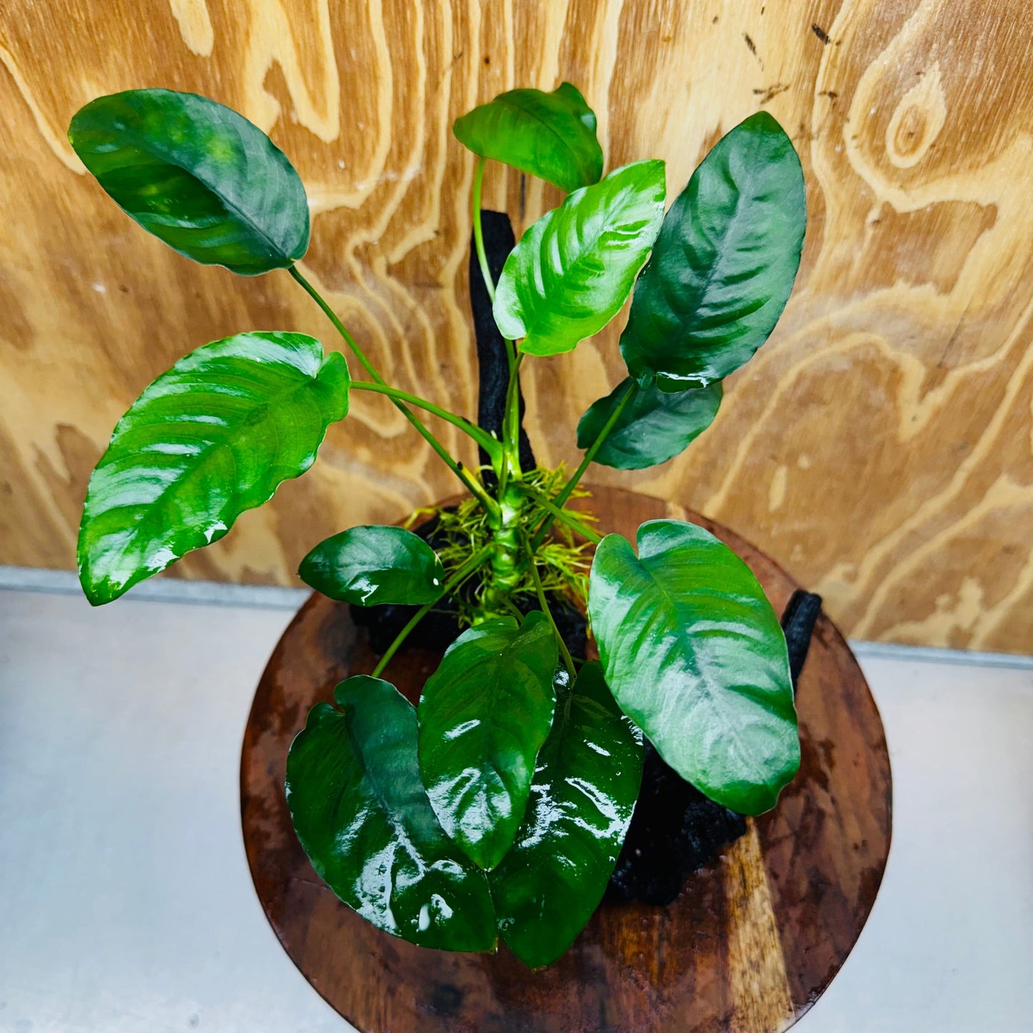 Pisces Enterprises One Only Anubias ‘Nana' on Medium Driftwood Creation - One Only - Fancy Anubias Nana on Medium Driftwood - ONE ONLY - Scapeshop Australia