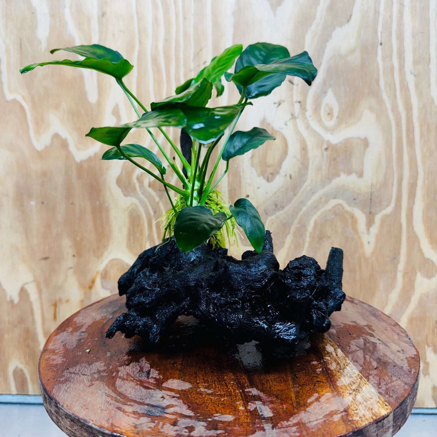 Pisces Enterprises One Only Anubias ‘Nana' on Medium Driftwood Creation - One Only - Fancy Anubias Nana on Medium Driftwood - ONE ONLY - Scapeshop Australia