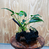 Pisces Enterprises One Only Anubias ‘Nana' on Medium Driftwood Creation - One Only - Fancy Anubias Nana on Medium Driftwood - ONE ONLY - Scapeshop Australia