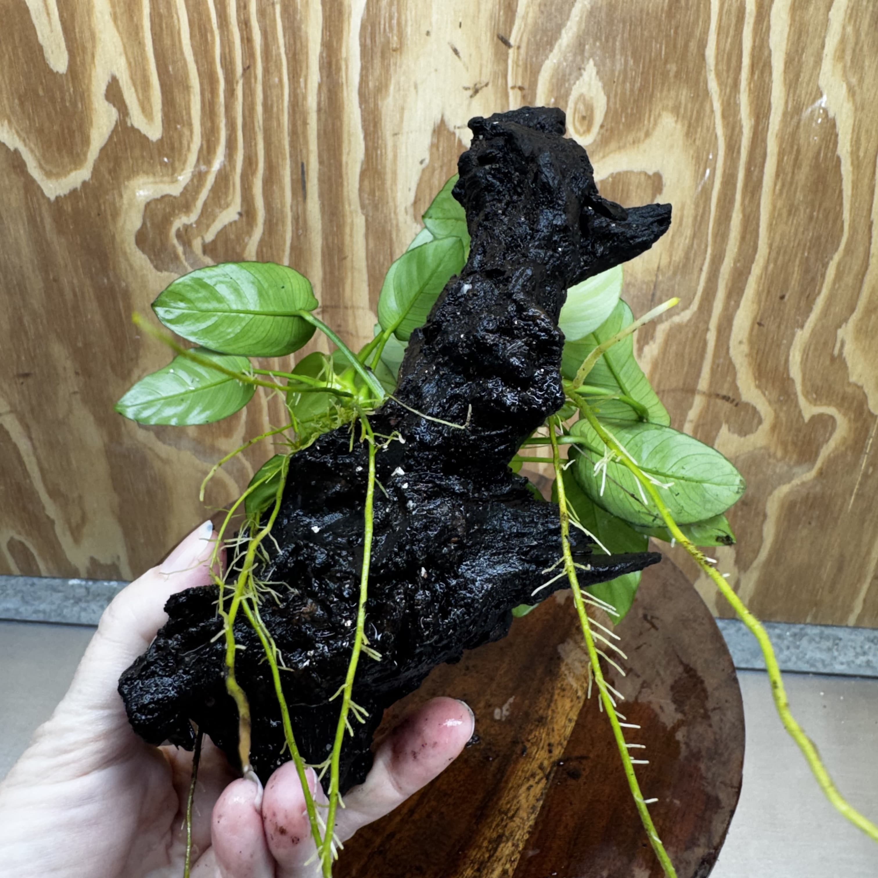Pisces Enterprises One Only Anubias ‘Nana' on Medium Driftwood Creation - One Only - Fancy Anubias Nana on Medium Driftwood - ONE ONLY - Scapeshop Australia