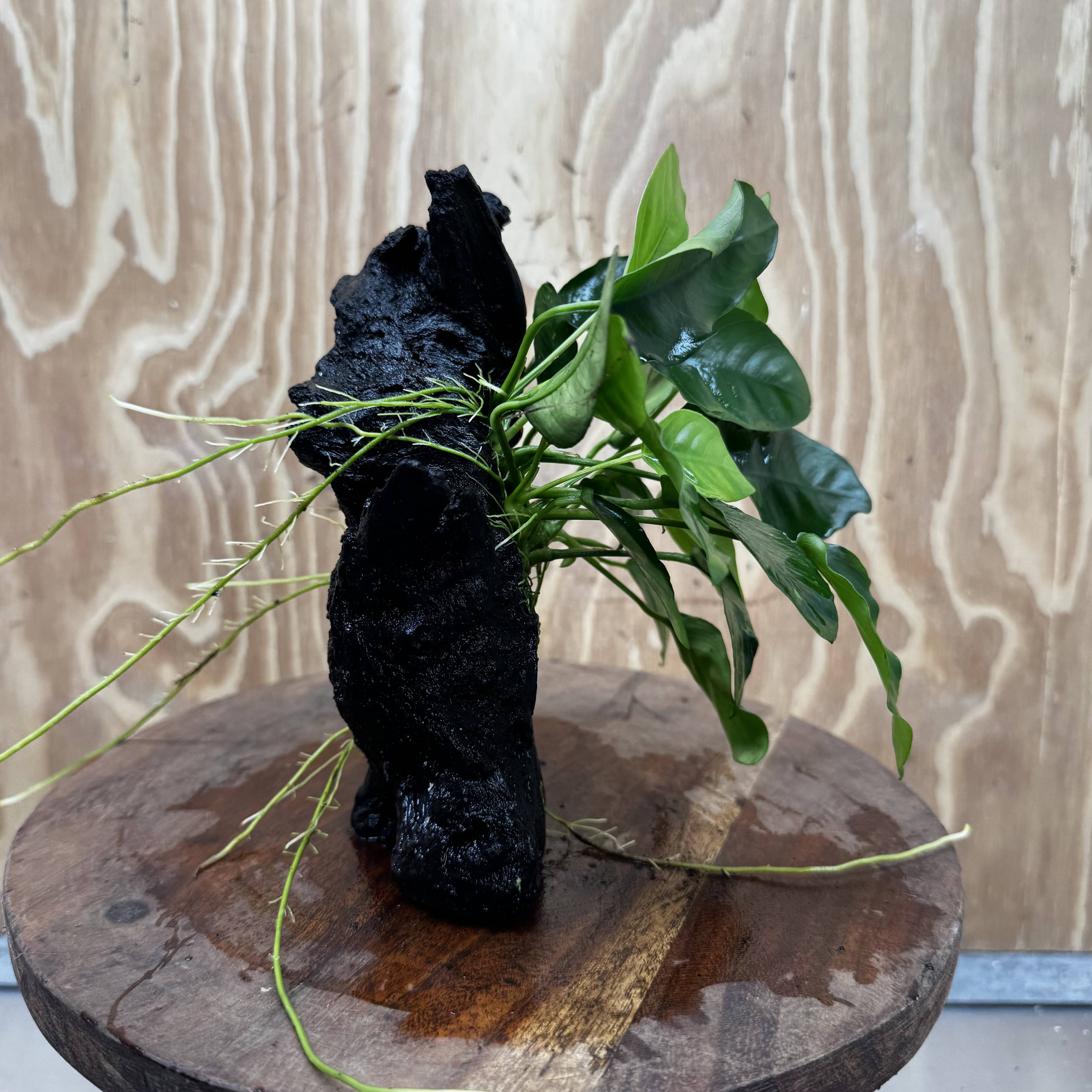 Pisces Enterprises One Only Anubias ‘Nana' on Medium Driftwood Creation - One Only - Fancy Anubias Nana on Medium Driftwood - ONE ONLY - Scapeshop Australia